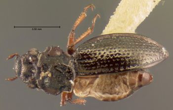 Media type: image;   Entomology 3125 Aspect: habitus dorsal view